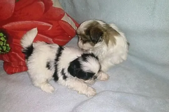 Shih-Tzu śliczne suczki .