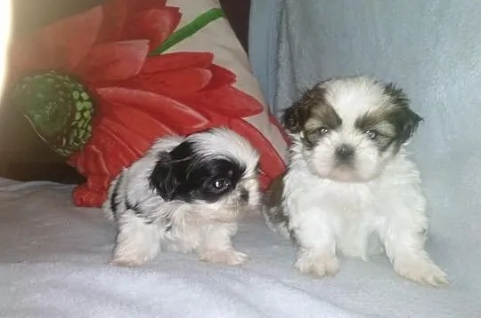 Shih-Tzu śliczne suczki .