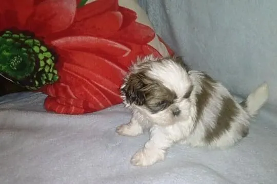 Shih-Tzu śliczne suczki .
