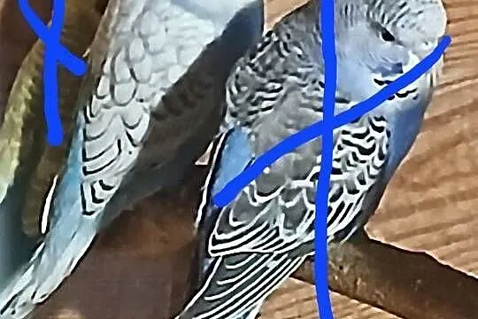 Papuga mloda falista samica