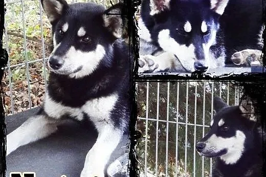 NUGAT- młody, aktywny pies mix owczarka do adopcji