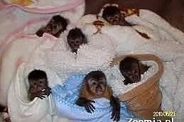 11 tygodni małpy capuchine do przyjęcia