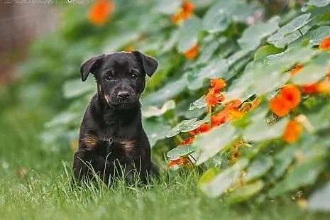 KUKI- czyli  cudna KSIĘŻNICZKA   do   ADOPCJI,  ma