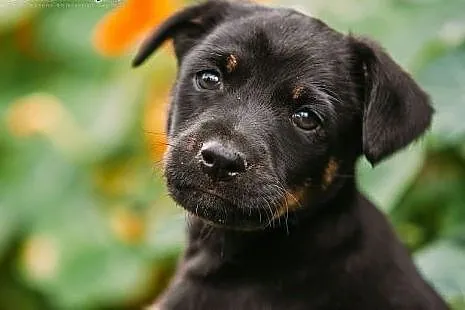 KUKI- czyli  cudna KSIĘŻNICZKA   do   ADOPCJI,  ma