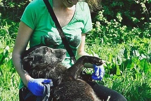 Sabek bardzo źle znosi pobyt w schronisku ocal go 