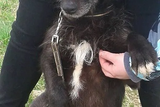 Sabek bardzo źle znosi pobyt w schronisku ocal go 