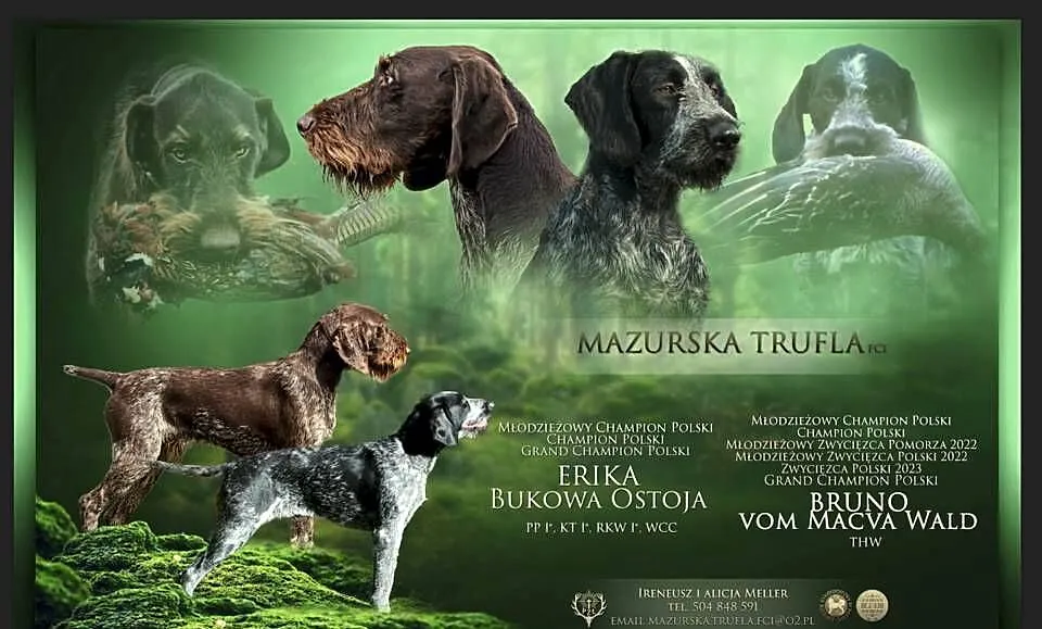 Wyżeł niemiecki szorstkowłosy, Warmińsko-mazurskie, Reszel