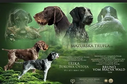 Wyżeł niemiecki szorstkowłosy, Warmińsko-mazurskie, Reszel