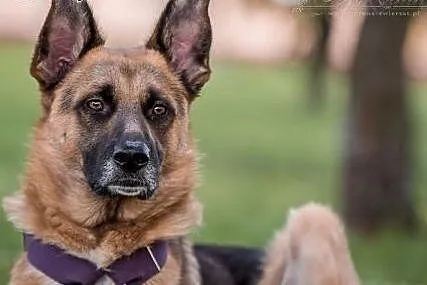 DETAL - kochany PRO LUDZKI 3 letni OWCZAREK NIEMIECKI do adopcji.,  mazowieckie Warszawa