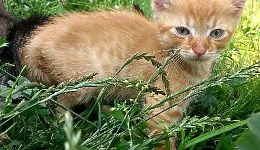 Kocie dzieciątka! Zachęcamy do adopcji, pomorskie