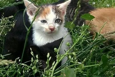 Kocie dzieciątka! Zachęcamy do adopcji,  pomorskie
