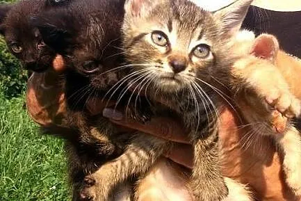 Kocie dzieciątka! Zachęcamy do adopcji,  pomorskie