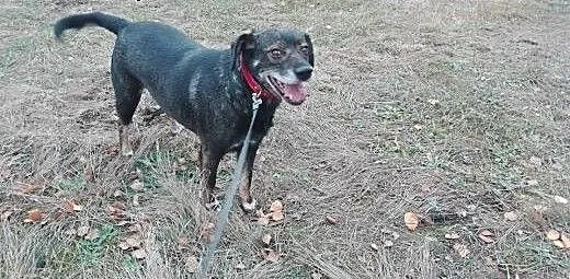 Maniuś, psiak około 6 lat, łódzkie Piotrków Trybu