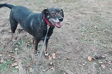 Maniuś, psiak około 6 lat,  łódzkie Piotrków Trybu