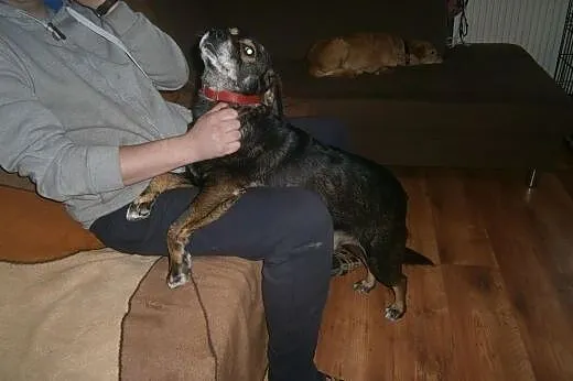 Maniuś, psiak około 6 lat,  łódzkie Piotrków Trybu