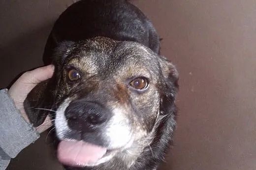 Maniuś, psiak około 6 lat,  łódzkie Piotrków Trybu