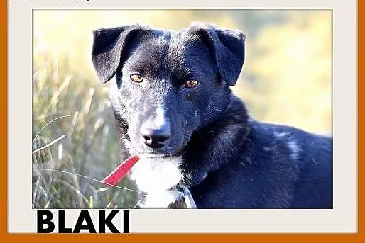 BLAKI,11kg,rodzinny,towarzyski,łagodny pies.ADOPCJ