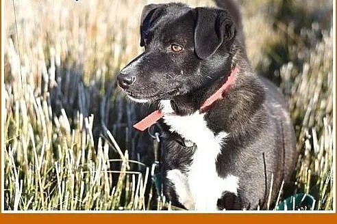 BLAKI,11kg,rodzinny,towarzyski,łagodny pies.ADOPCJ