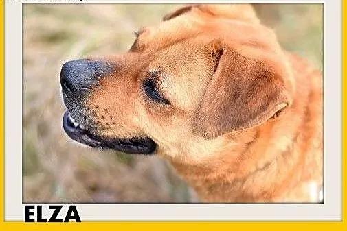 ELZA,średnia,łagodna,wesoła,towarzyska suczka.ADOPCJA,  dolnośląskie Wrocław