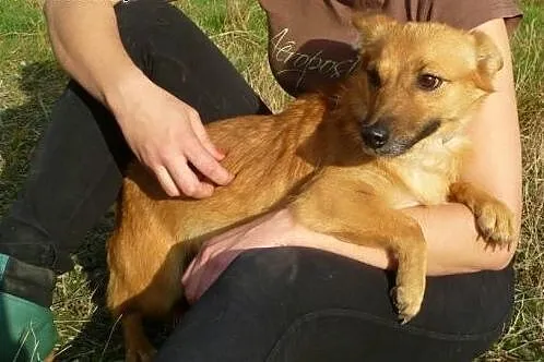 Maleńka Alis /Lisa - czeka na dom,  śląskie Katowi