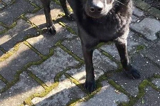 Znaleziona na autostradzie sunia pilnie szuka domu