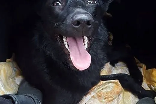Znaleziona na autostradzie sunia pilnie szuka domu