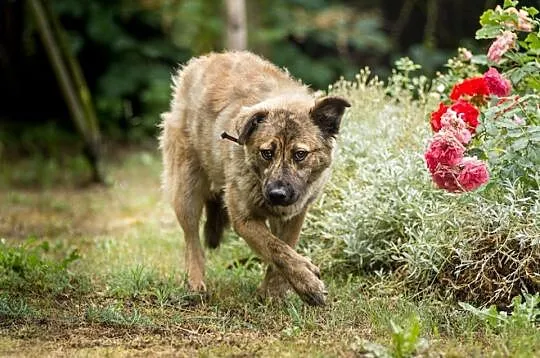 Przepiękna Prima, bardzo grzeczna, SUCZKA IDEAŁ do