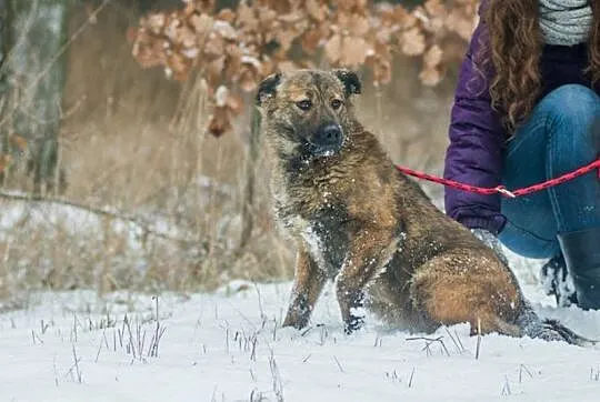 Przepiękna Prima, bardzo grzeczna, SUCZKA IDEAŁ do