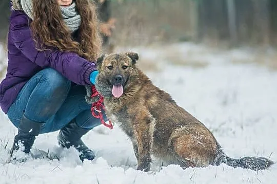 Przepiękna Prima, bardzo grzeczna, SUCZKA IDEAŁ do