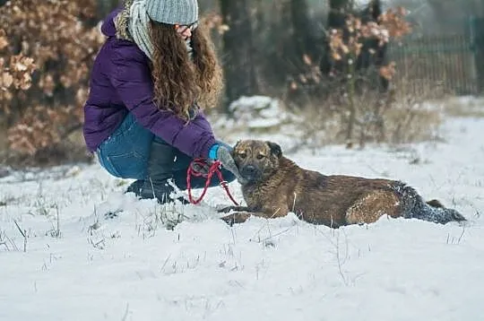 Przepiękna Prima, bardzo grzeczna, SUCZKA IDEAŁ do