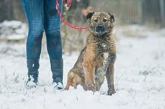 Przepiękna Prima, bardzo grzeczna, SUCZKA IDEAŁ do