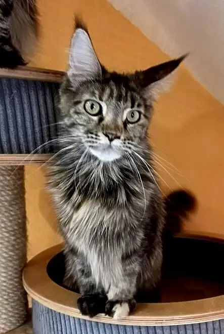 Kotka Maine Coon, Dolnośląskie, Wrocław