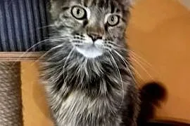 Kotka Maine Coon