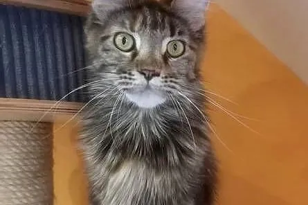 Kotka Maine Coon, Dolnośląskie, Wrocław