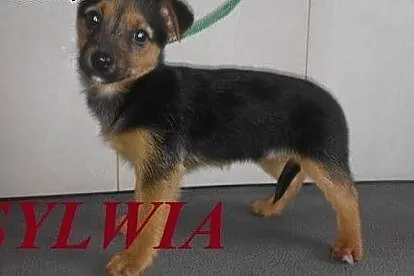 SYLWIA - malutkie psie dziecko szuka człowieka do pokochania.,  małopolskie Nowy Sącz