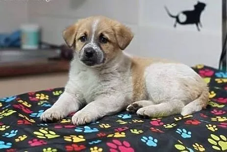 ZAZU, ZUZA, ZGUBA- 8 tyg suczki do adopcji,  śląskie Katowice