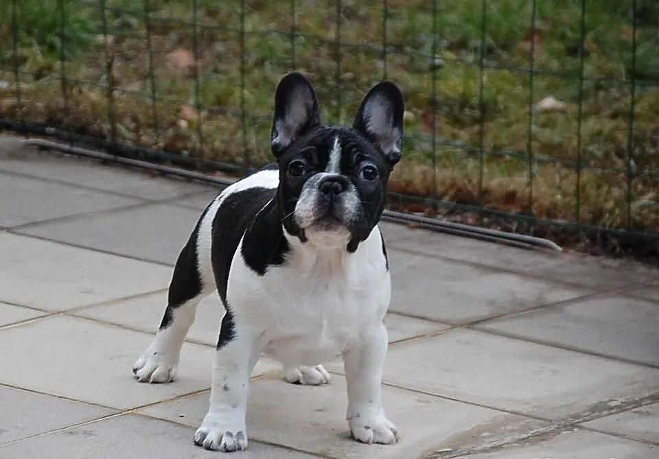 Buldog francuski - piękne szczenięta ZKwP