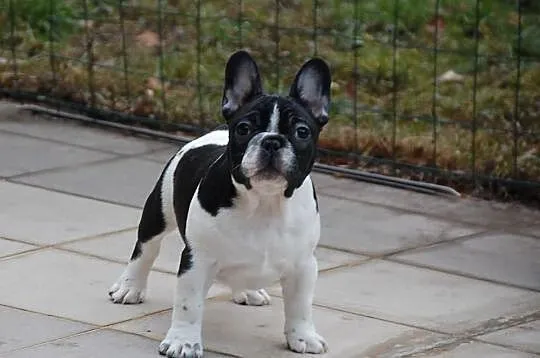 Buldog francuski - piękne szczenięta ZKwP