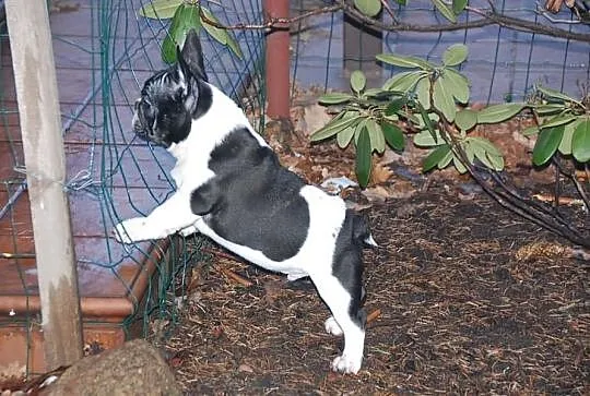Buldog francuski - piękne szczenięta ZKwP