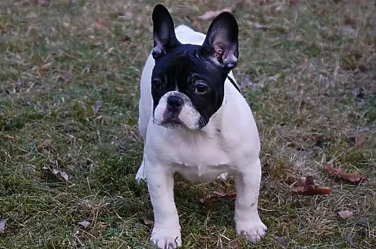 Buldog francuski - piękne szczenięta ZKwP