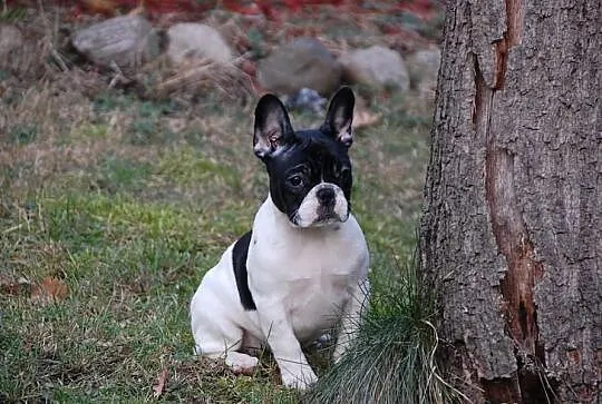 Buldog francuski - piękne szczenięta ZKwP