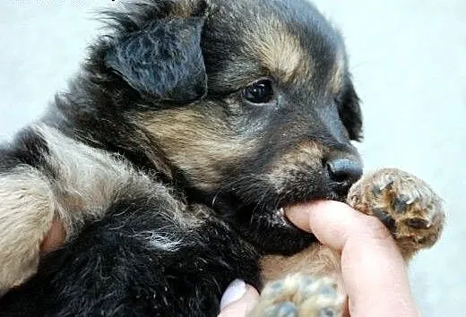Salami szczeniak piesek 7 tyg. ADOPCJA, małopolsk