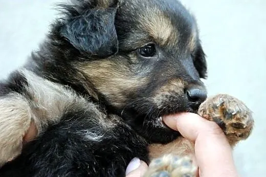 Salami szczeniak piesek 7 tyg. ADOPCJA,  małopolsk