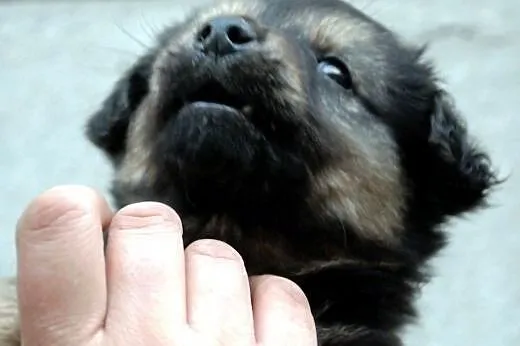 Salami szczeniak piesek 7 tyg. ADOPCJA,  małopolsk