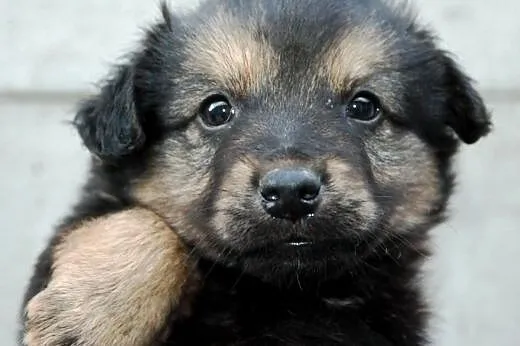 Salami szczeniak piesek 7 tyg. ADOPCJA,  małopolsk