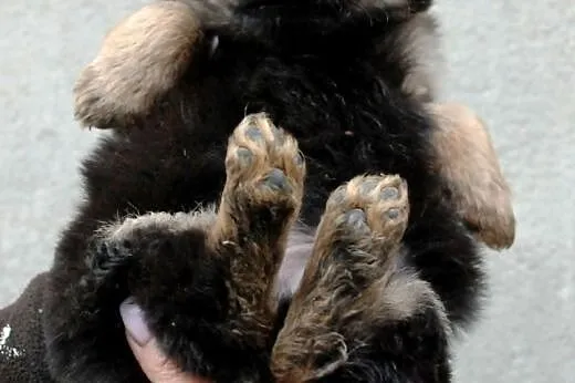 Salami szczeniak piesek 7 tyg. ADOPCJA,  małopolsk