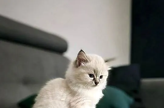 Kotka ragdoll FPL, Wielkopolskie, Ostrów Wielkopolski