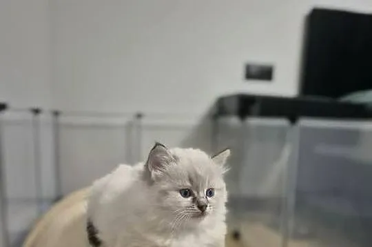 Kotka ragdoll FPL, Wielkopolskie, Ostrów Wielkopolski