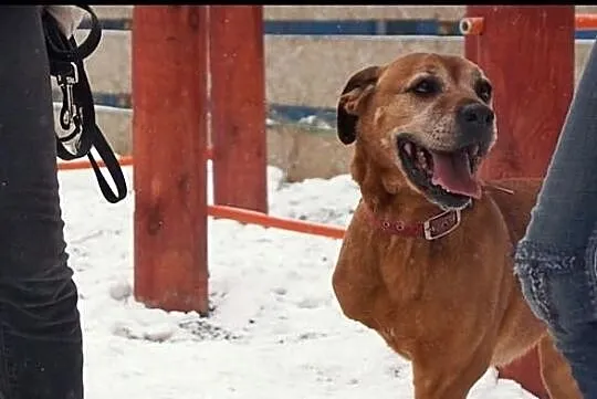 Ami, delikatna sunia szuka doświadczonego opiekuna