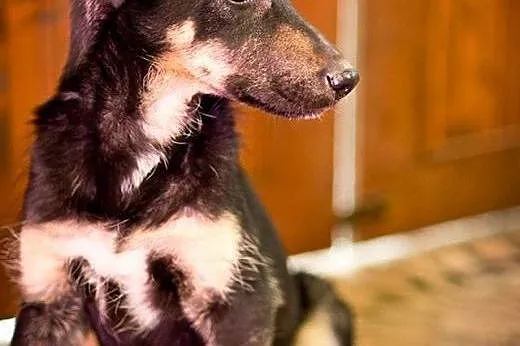 Bella - delikatna i wrażliwa piękność pilnie szuka